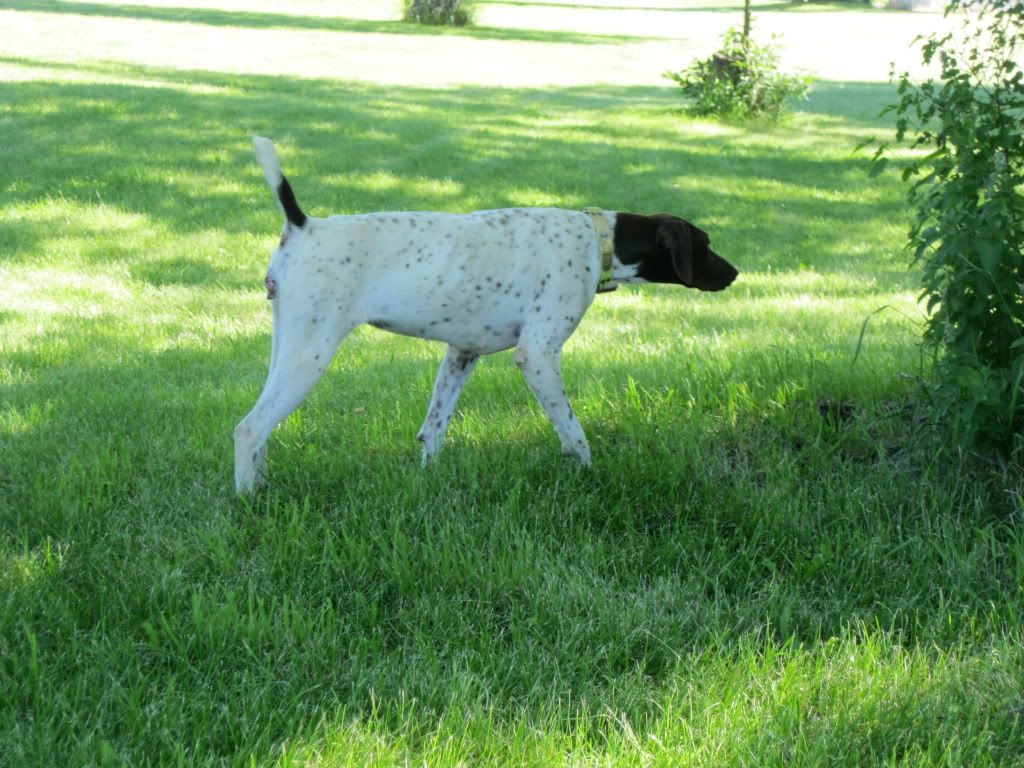 Wrenegade Kennels Iowa English Pointer, German Shorthaired Pointer